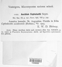 Aecidium cephalanthi image
